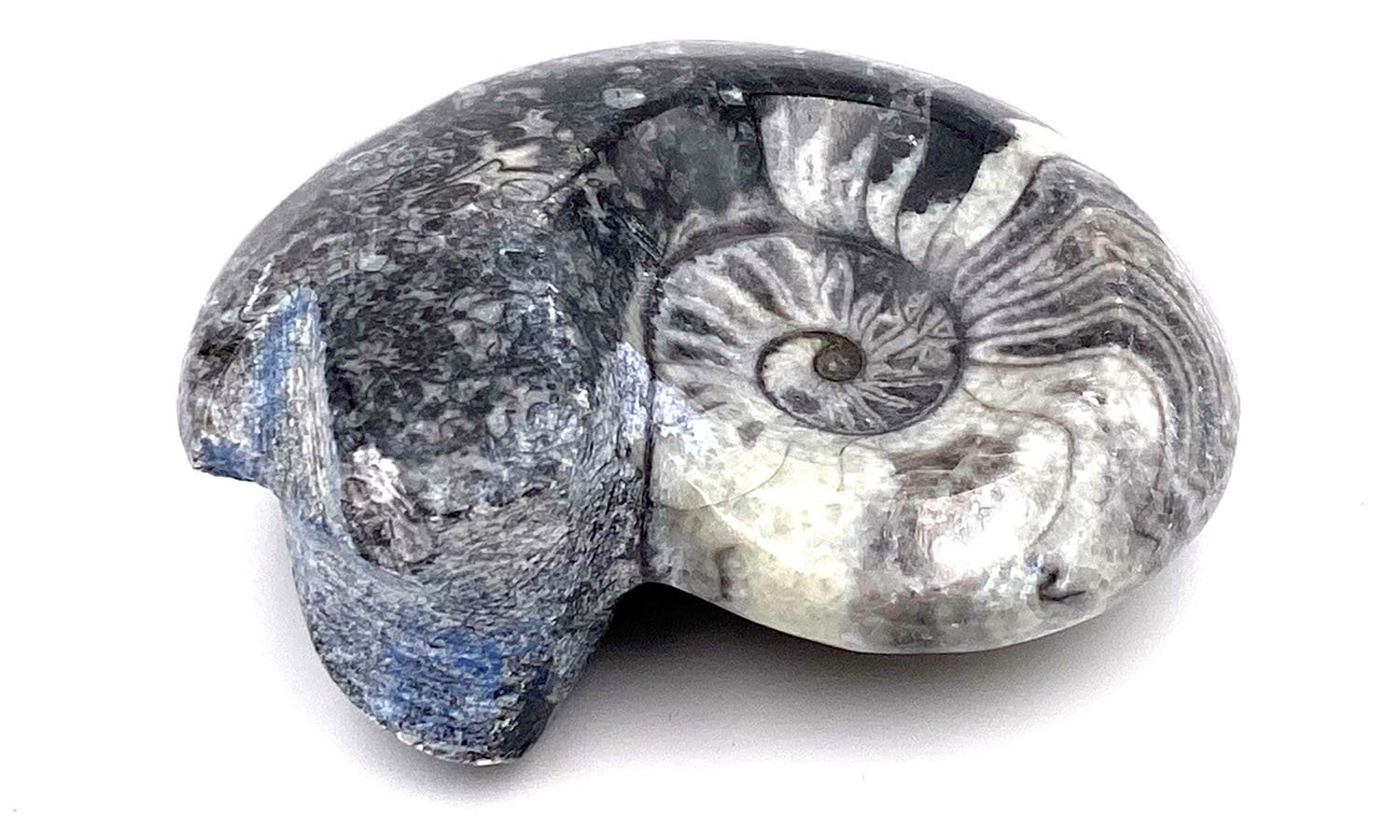 Goniatite fossile