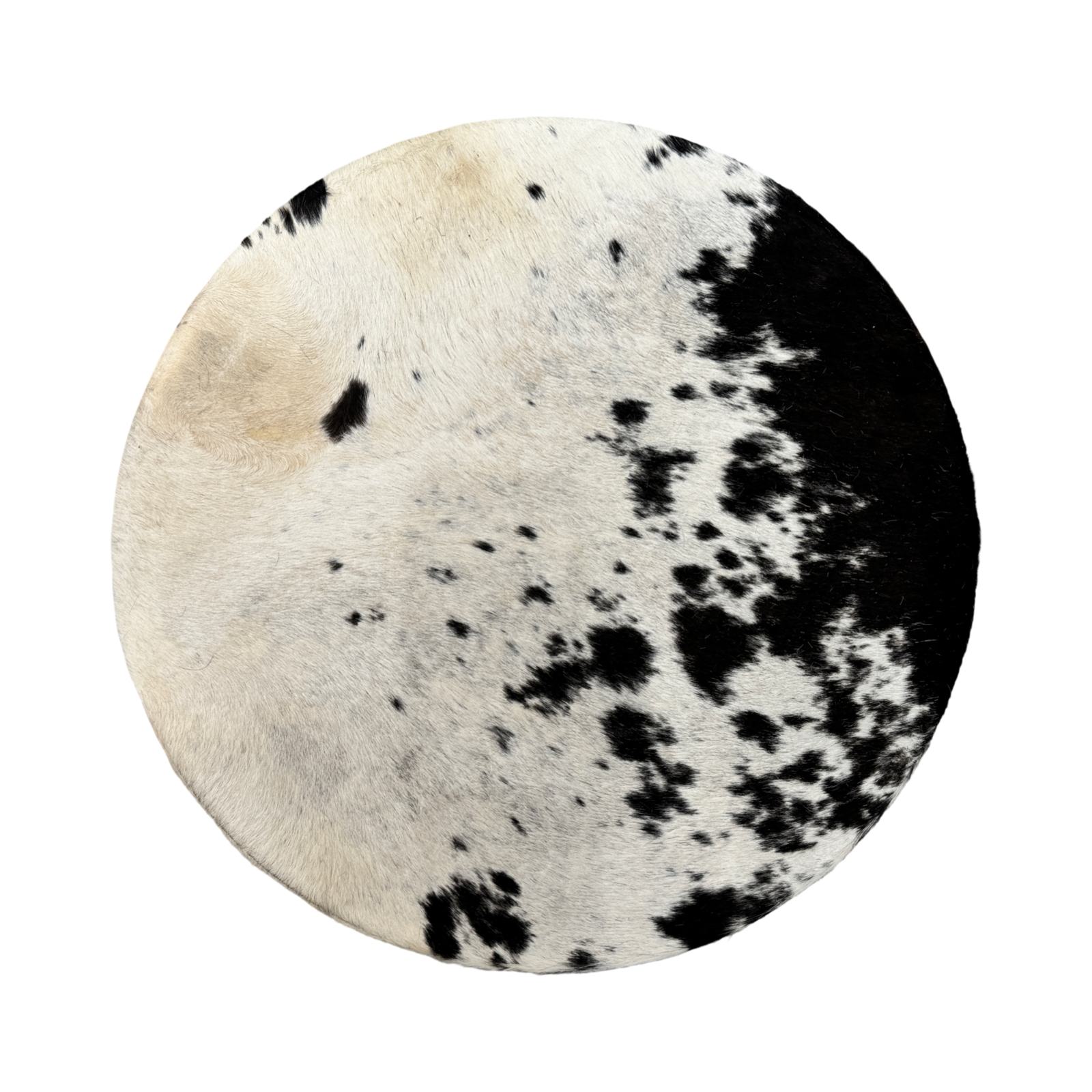 Tambour chamanique vache blanche avec tâches brunes et noires - 45 cm, saule