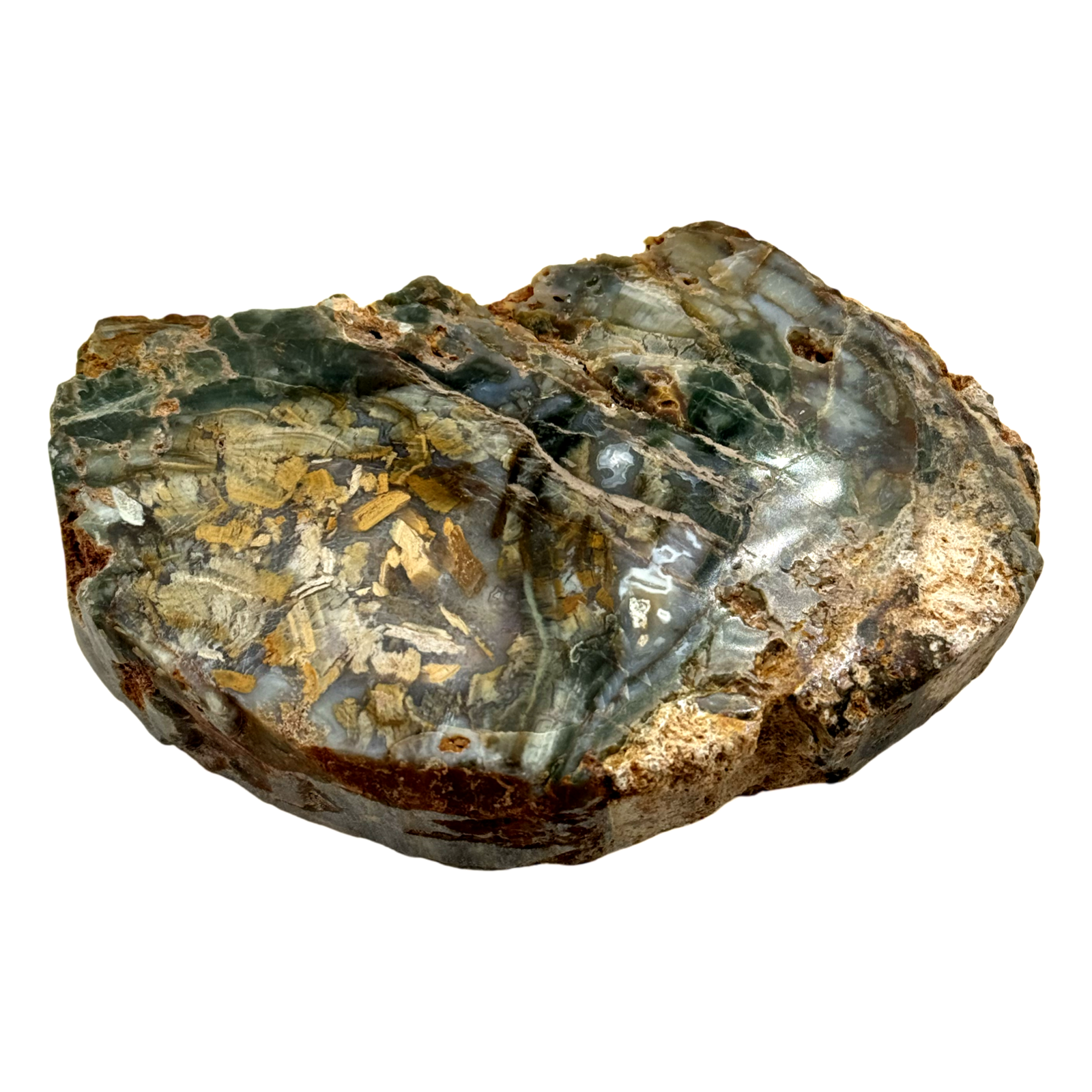 Versteend Hout