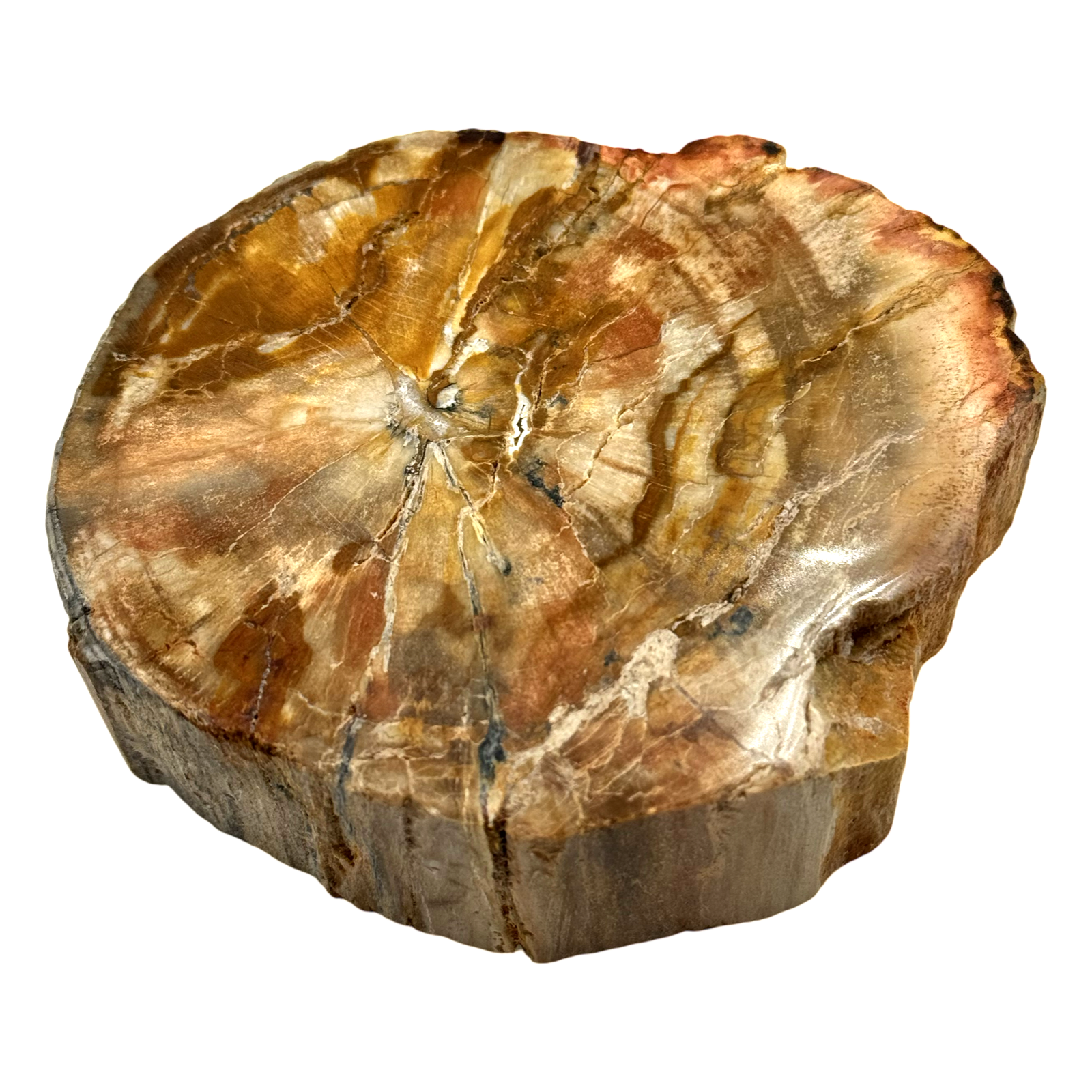 Versteend Hout
